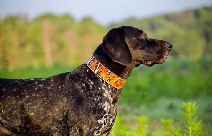 Leather Dog Collars
